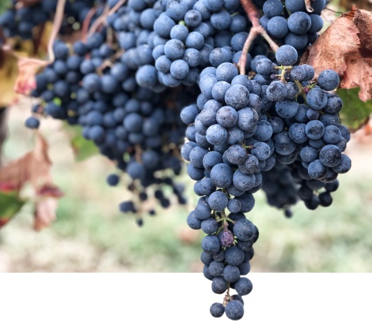 alt="Vignobles Lassagne Bordeaux vignoble rive droite"