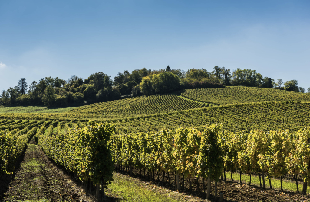 Vignoble du château, photo prise en contre plongée.